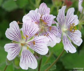 Daily Flower