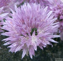 Daily Flower
