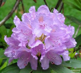Daily Flower